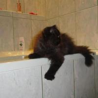 kot w łazience