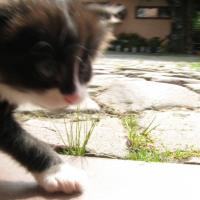 mały kot Miętus