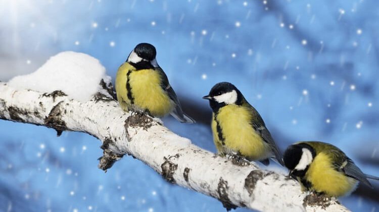 ptaki w zime