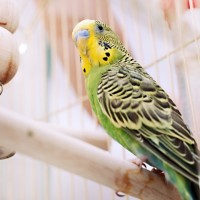 Pielęgnacja pazurków u papużki falistej